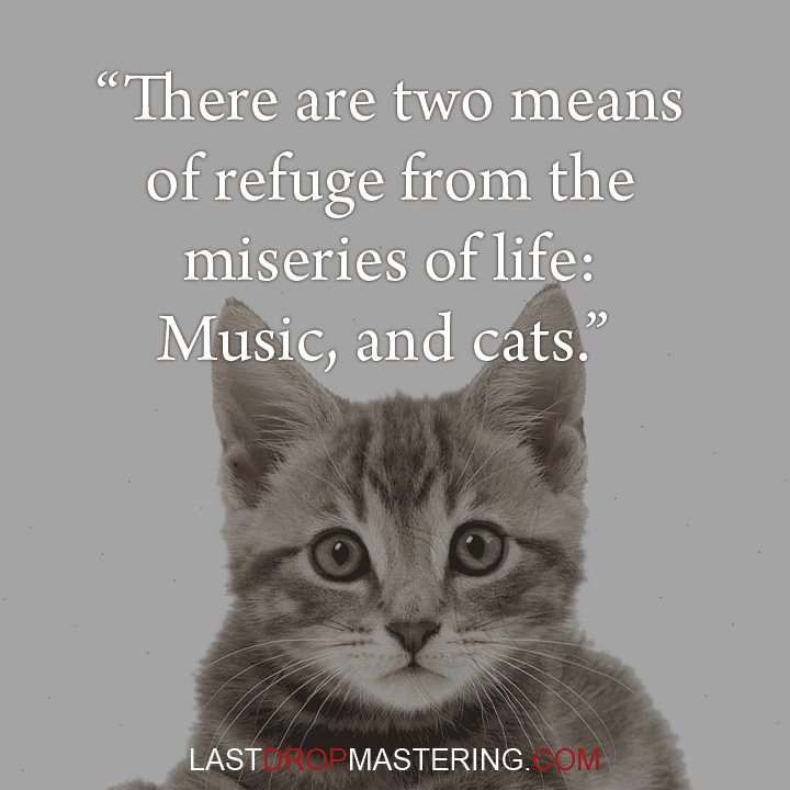 "There are two means of refuge from the miseries of life: music and cats." - Albert Schweitzer - Music Lover Memes